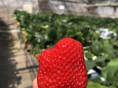 ܂񂳂̃Xgx[t@[21cRXւ̓eʐ^2