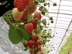 pukuyocchi̐V񂾔_ȉւ̓eʐ^1