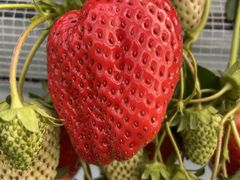 l񂳂̂񂿂ނւ̓eʐ^1