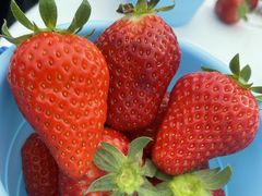 ͂邳̂͂Ȃt@[ւ̓eʐ^1