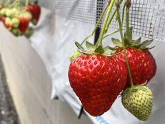 ͂邳̂͂Ȃt@[ւ̓eʐ^3