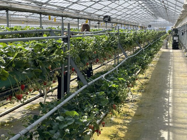 2�i�̂���_�A�N�A���}�����