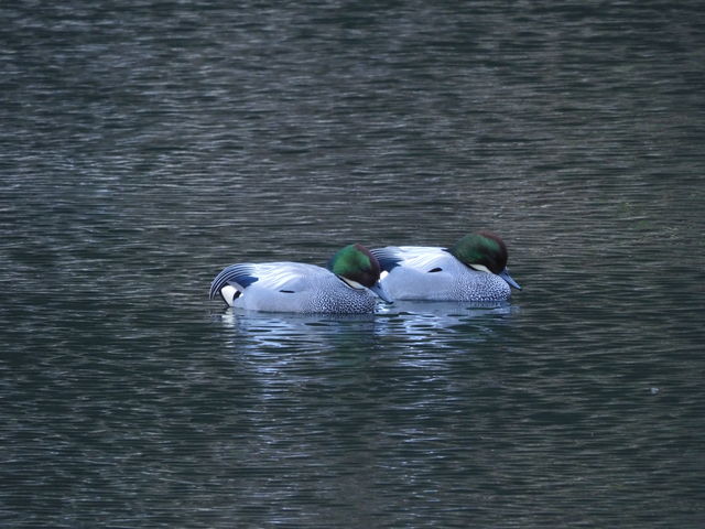 o̒r̃VK_cqRW]qӂˎVr