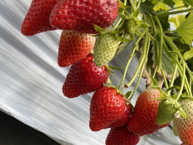 �傫��䕂����ς�_��傤����