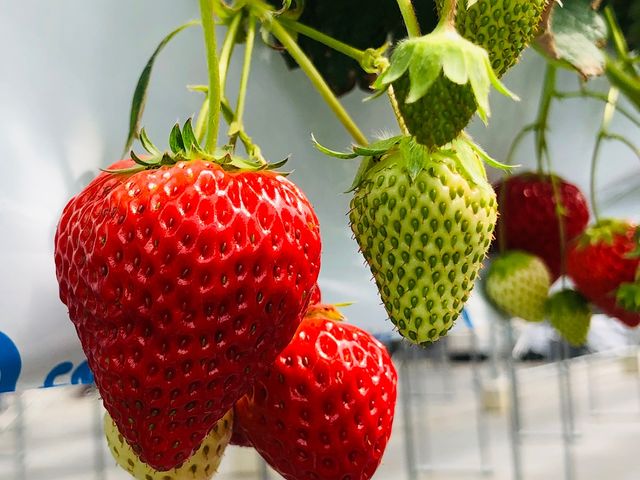 �嗱�ō�����Â����ō��ł��I_�����ό��A�O���X�l����