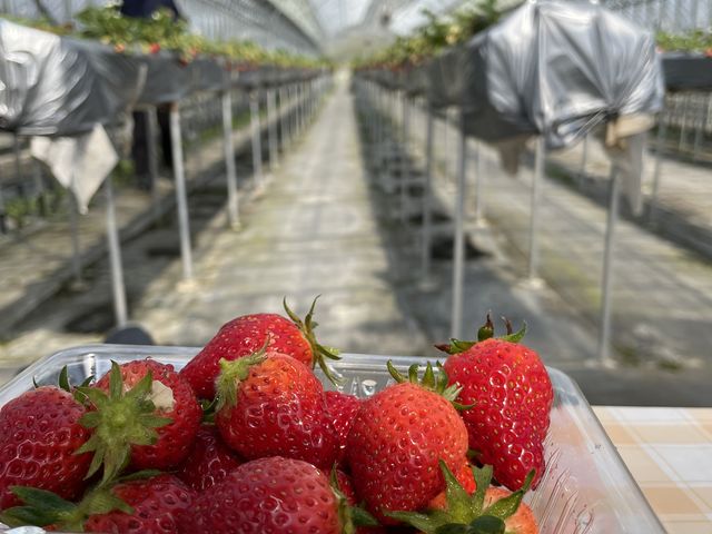 ������_�t���[�c�K�[�f���䂤