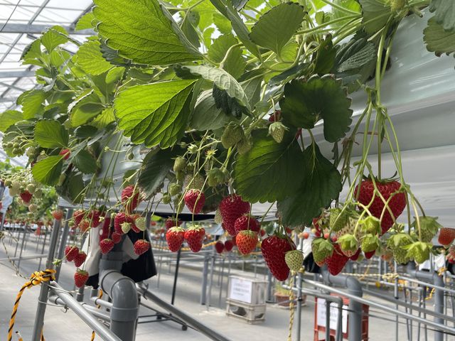 �傫���Đ^���ԂȃC�`�S�����������ł��B_�n糂�������