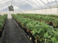 coco񂳂̃ImEG_`Strawberry Farm gRubyh`ւ̓eʐ^1