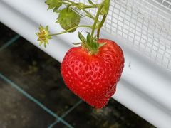 �I�N����񂳂�̑�J�t�@�[���ւ̓��e�ʐ^1