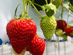 Hanã}}̕όAOXl΂ւ̓eʐ^1