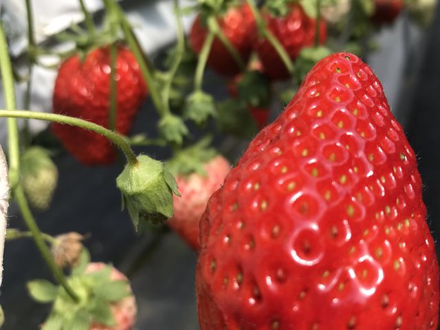 �傫���Đ^���ԁI_Farm U.S.A