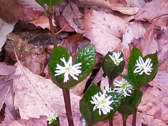 ���ȃq�g���V�Y�J_�ԏ鎩�R��