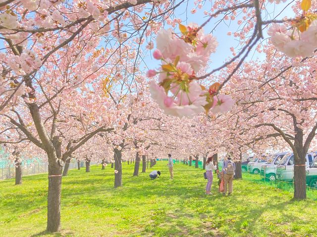 ��Ȑ��h�̍�
�قږ��J�B�ƂĂ��Y��ł����B
�܂���������_��Ȑ��h�̍���