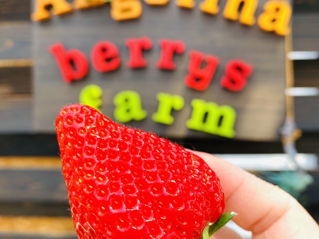 �傫���_Angelina berrys farm