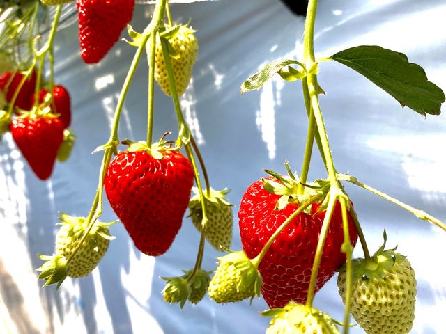 �^���Ԃ��_Angelina berrys farm