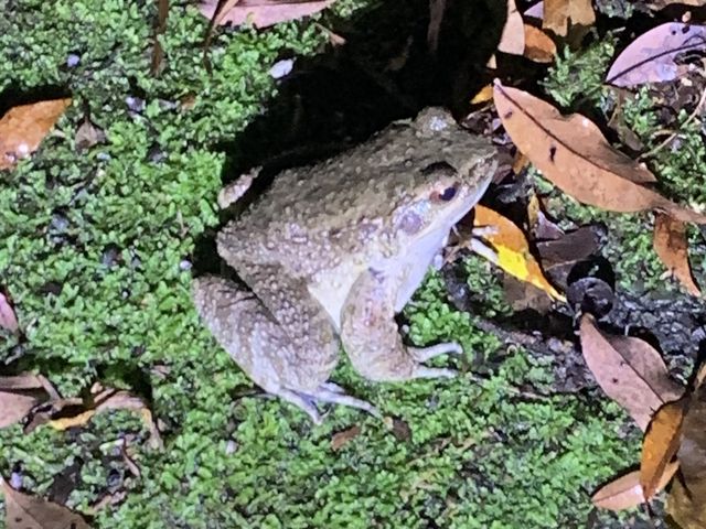 �J�G��_�����I���W�i���T�[�r�X