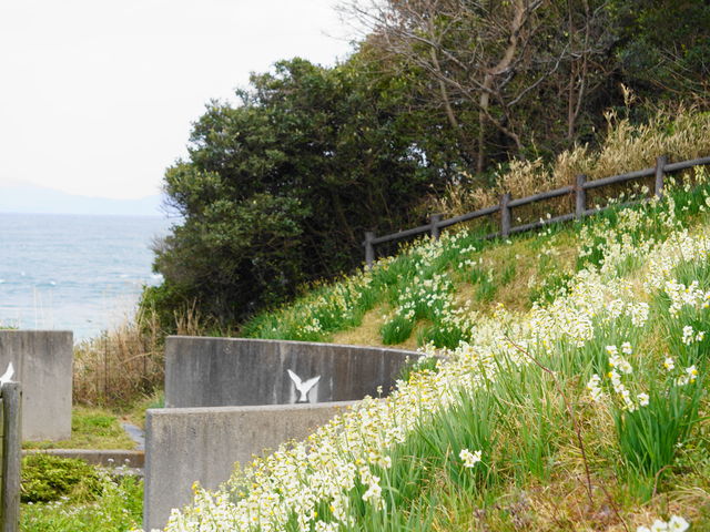 灯台の山肌に水仙が咲いてます。港から徒歩20分_男木島の水仙郷