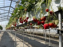 񂳂̂䂤䂤_ւ̓eʐ^1