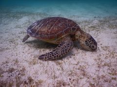 Ђׁ[SEA ENJOYւ̓eʐ^1