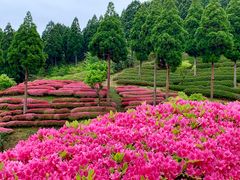 vEX̂났̐X@O[sAւ̓eʐ^1