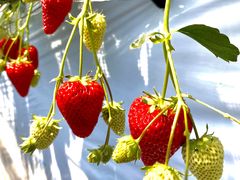 Angelina berrys farm̎ʐ^2