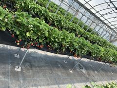 ܂܂̊ЃWFCGC܂t@[ւ̓eʐ^1