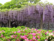 jR񂳂̌䊴̓̓eʐ^2