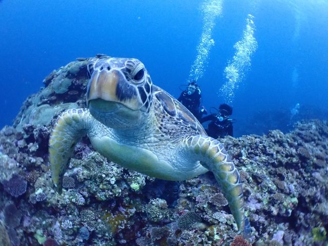 �J�Y����@�J������Ƃ̗ǂ��V���b�g�̎ʐ^���肪�Ƃ��I_�V�[�W���b�N�_�C�u�t�@�~���[