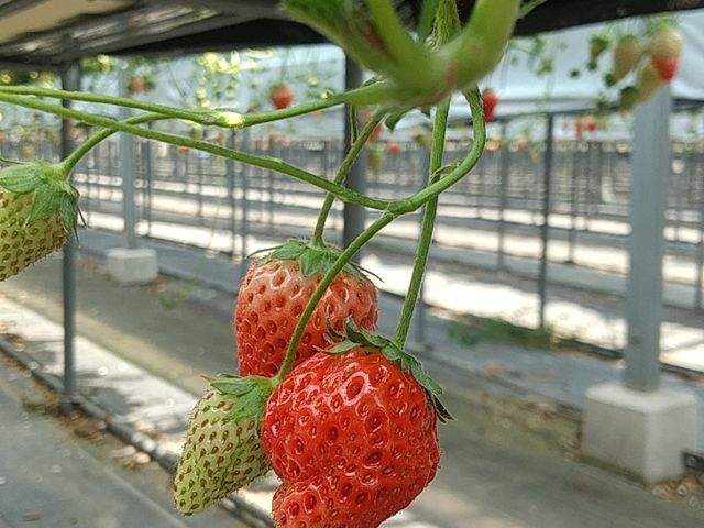 ��������������_Farm U.S.A