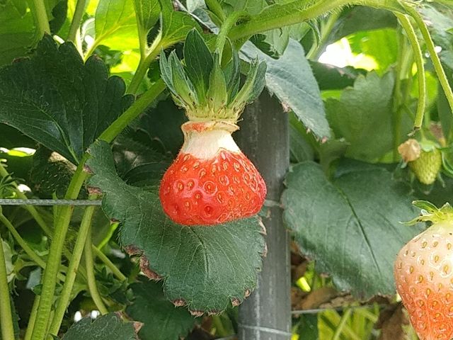 �i�]�m�N�T���v���o��������_Farm U.S.A