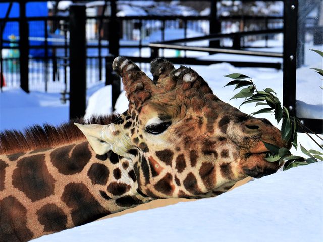 �L�����������ɂ߂����ɁA��̏�Ɏ���悹�E�g�E�g���Ă���l�q�����āA���R�������̗ǂ��Ɋ������܂����B_���R������