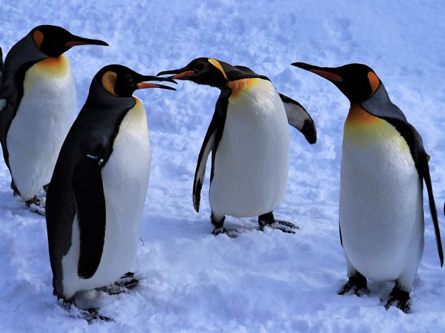 ���l�ǂ����̃y���M�����A��荇���l�q�Ɋ������܂����B

_���R������