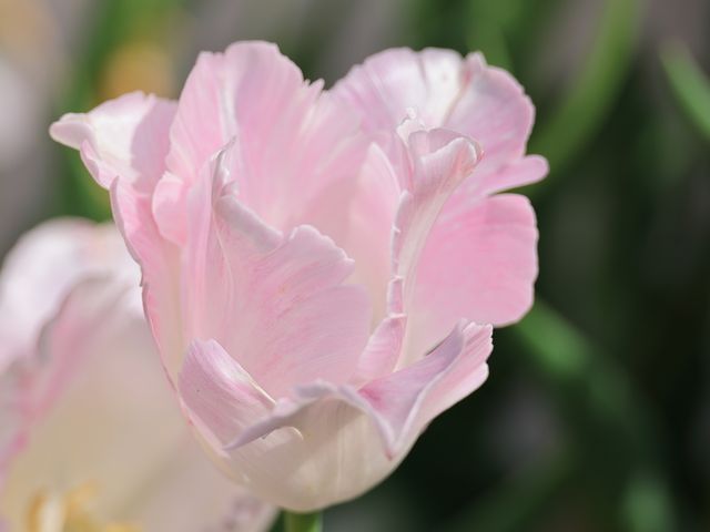 Ƃ񂳂̐Vӂ邳Ƒy`[bvz̓eʐ^1