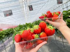 񂳂̃iJW}t@[ ▼̗ւ̓eʐ^1