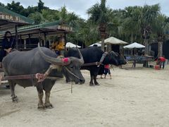 �股������̐Ί_���h���[���ό��ւ̓��e�ʐ^1