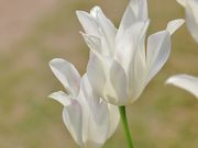 Ƃ񂳂̐Vӂ邳Ƒy`[bvz̓eʐ^2