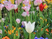 Ƃ񂳂̐Vӂ邳Ƒy`[bvz̓eʐ^3