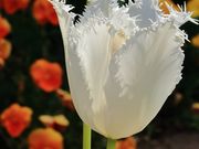 Ƃ񂳂̐Vӂ邳Ƒy`[bvz̓eʐ^4