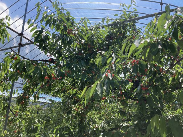 2022N64BejuʎvTN{_ʎ