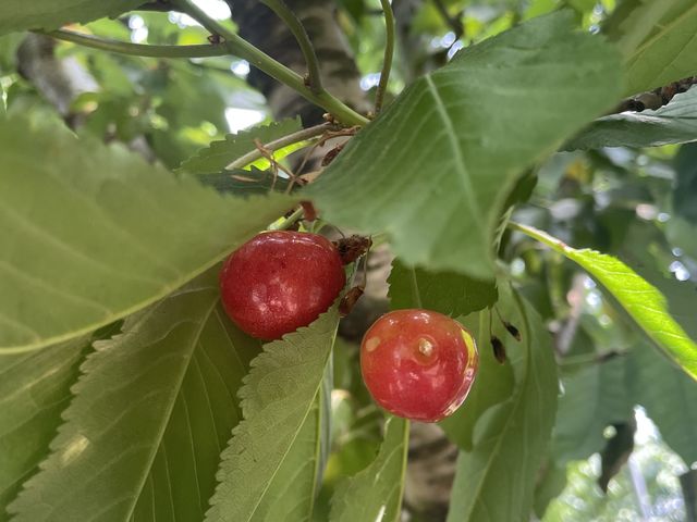 ������_�܂����уt�@�[��