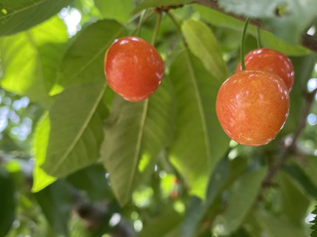 �����тł��B_�܂����уt�@�[��