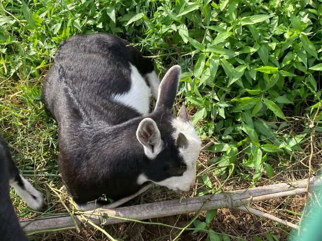 �͖{�t�@�[����������_�͖{�t�@�[����������