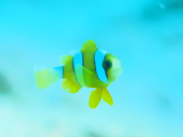 �j���̂������������܂����I_���S�Ґ��_�C�r���O�X�N�[�����܂�