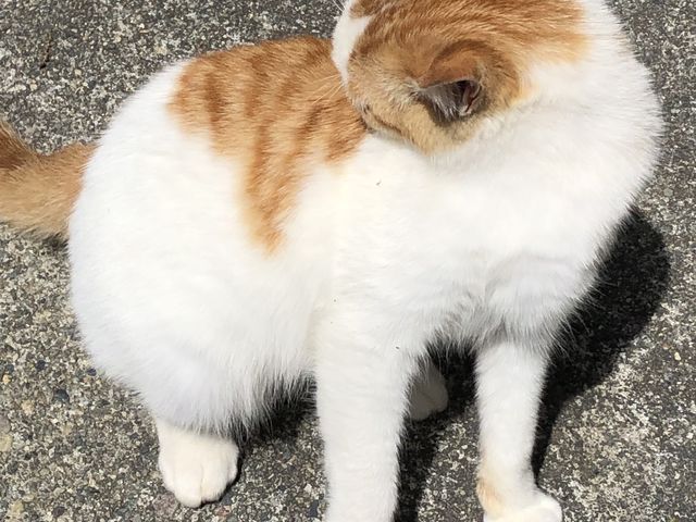 �����ŔL�����_�m�����v���U�i�ޖx�j