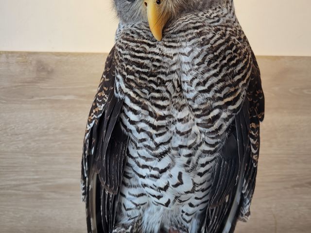 �}���[���V�~�~�Y�N_�ӂꂠ���J�t�F ���ӂ肱����