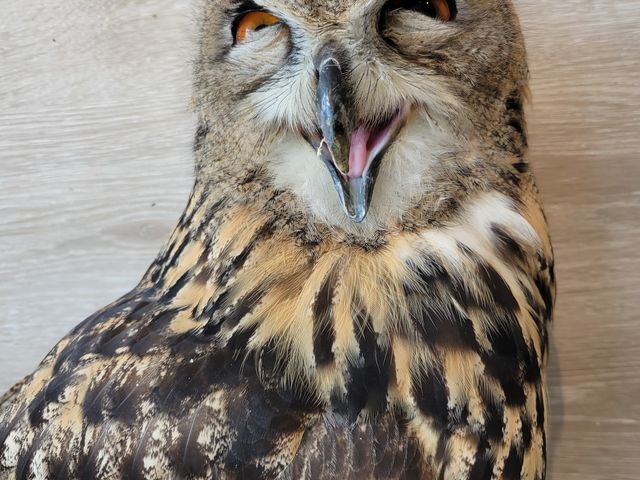 ���[���V�A���V�~�~�Y�N_�ӂꂠ���J�t�F ���ӂ肱����