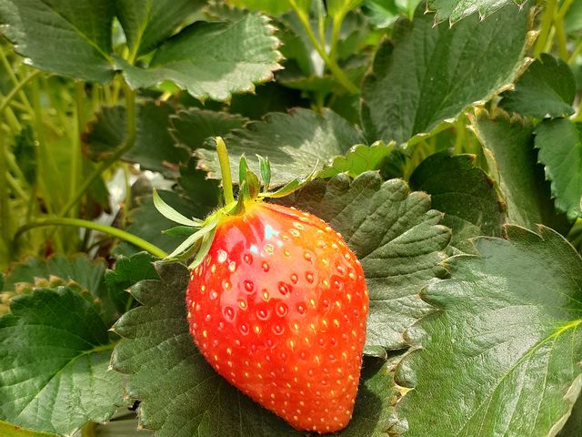 �傫���̌������I�I����ς�A�傫��䕂͔��������ĐH�׉����L�肾��I_䕉������݁iICHIGOYA TAKUMI�j