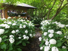 jR񂳂̈bώRւ̓eʐ^1