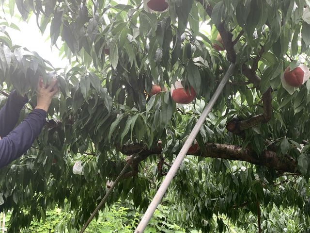 w̒Ⴂ؂ɗɂȂĂ܂B_O[vK[fS_