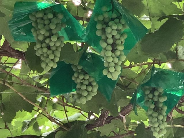 RĂ镒͂W߂ÂǂƂ̎łII_O[vK[fS_